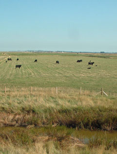 cows and farming