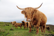 country cottages in Scotland